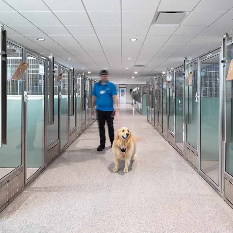Bayside Pet Resort Dog Kennels